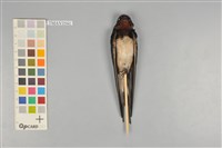 藏品(家燕)的圖片